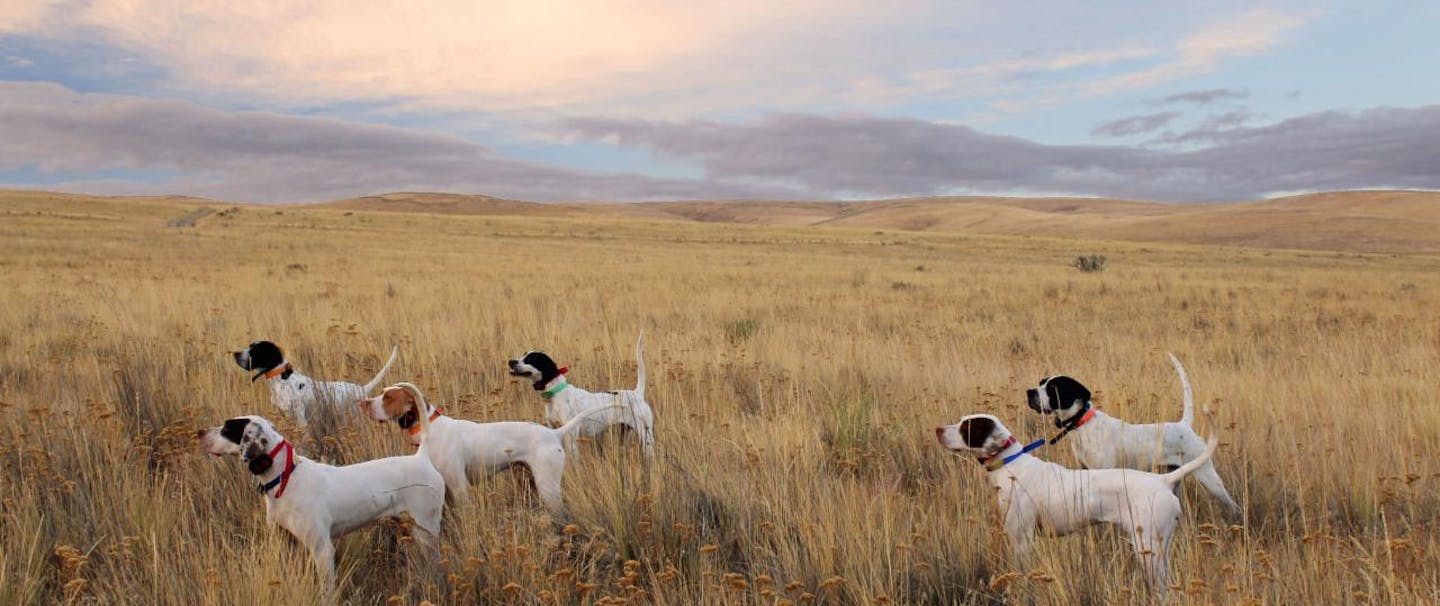 group of bird dogs signal in field of yellow grasses