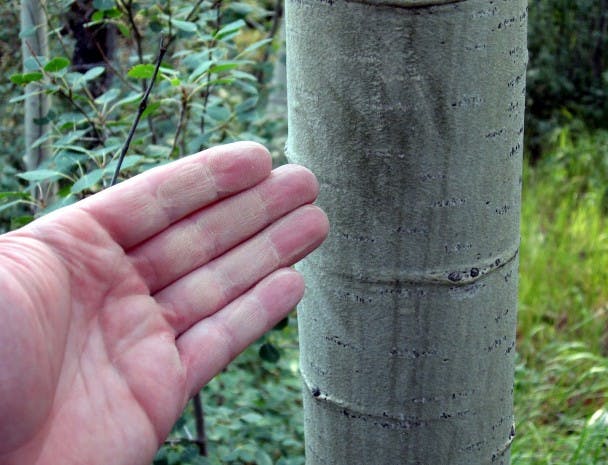 hand points to aspen tree