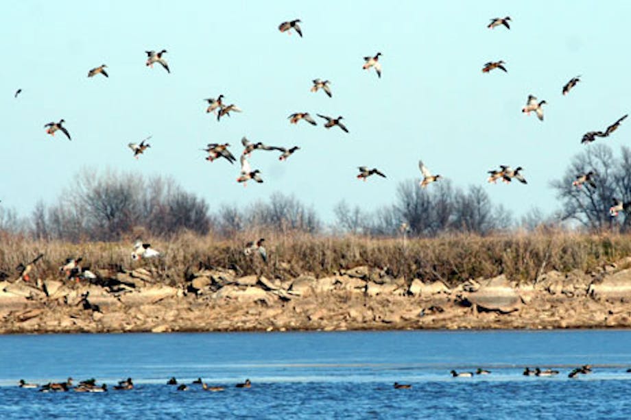 waterfowl swim and fly above a lake