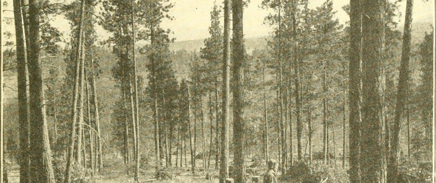 historic image of select cut