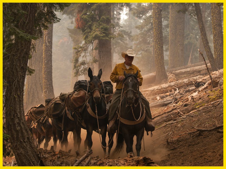 person on horse leads line of pack horses through dirt hillside in forest