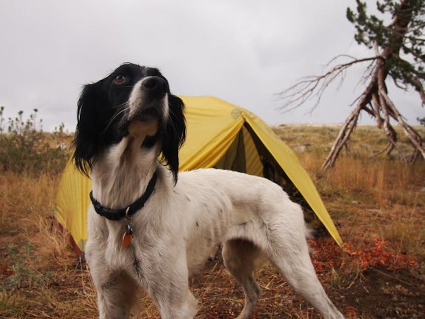 hunting dog in front of tent