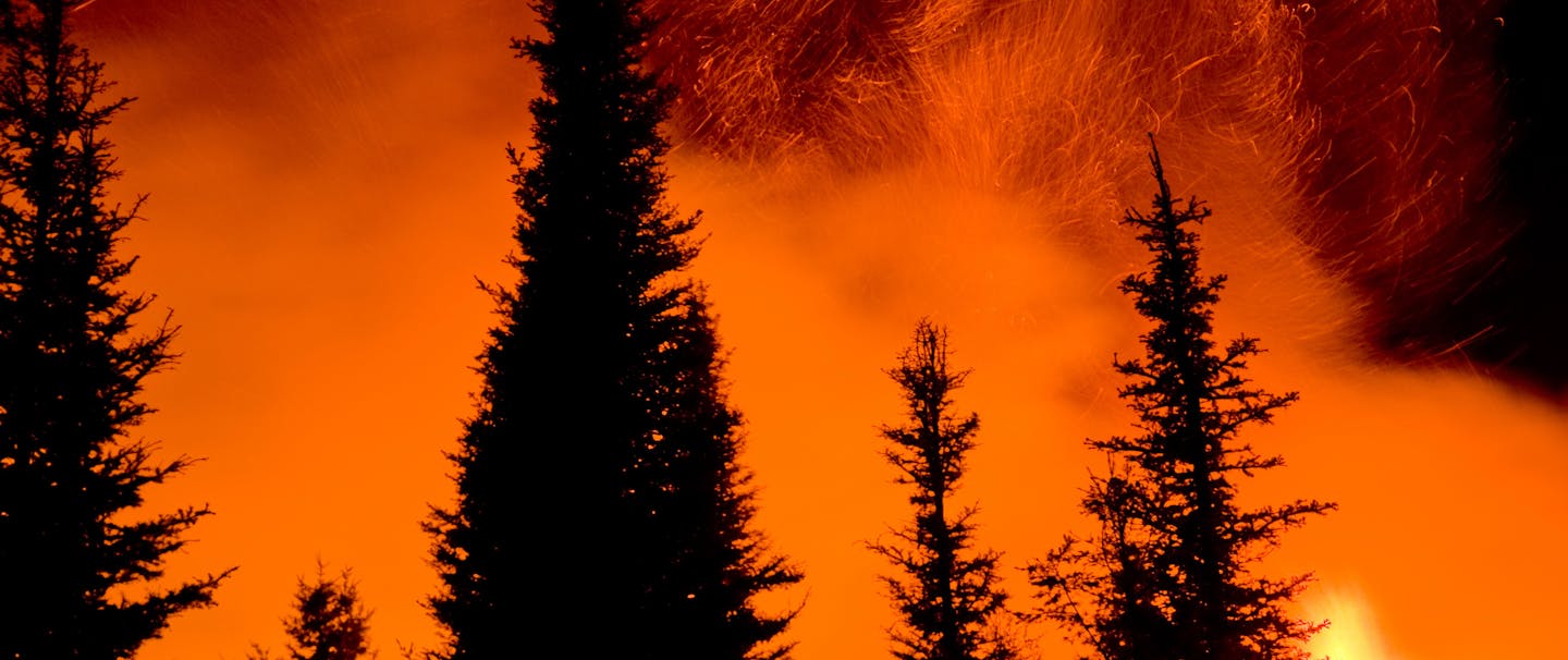 wildfire ablaze behind silhouetted pine trees