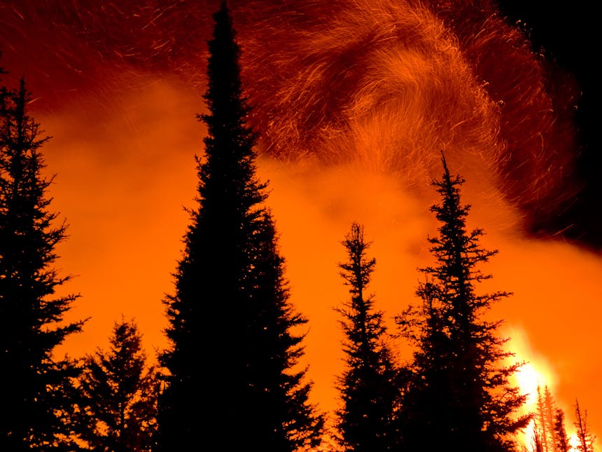 wildfire ablaze behind silhouetted pine trees