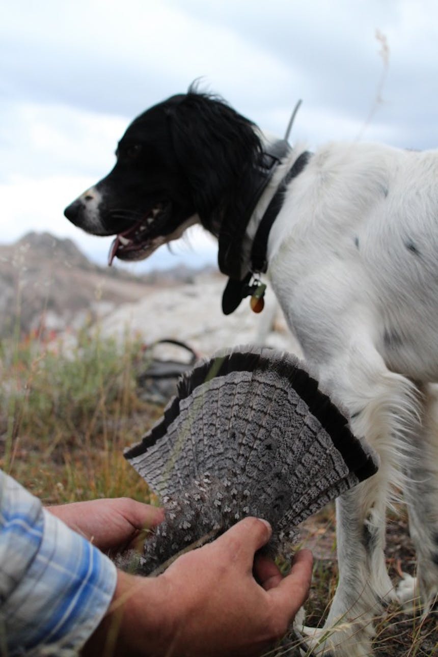 dog standing next to hunter holding dead bird