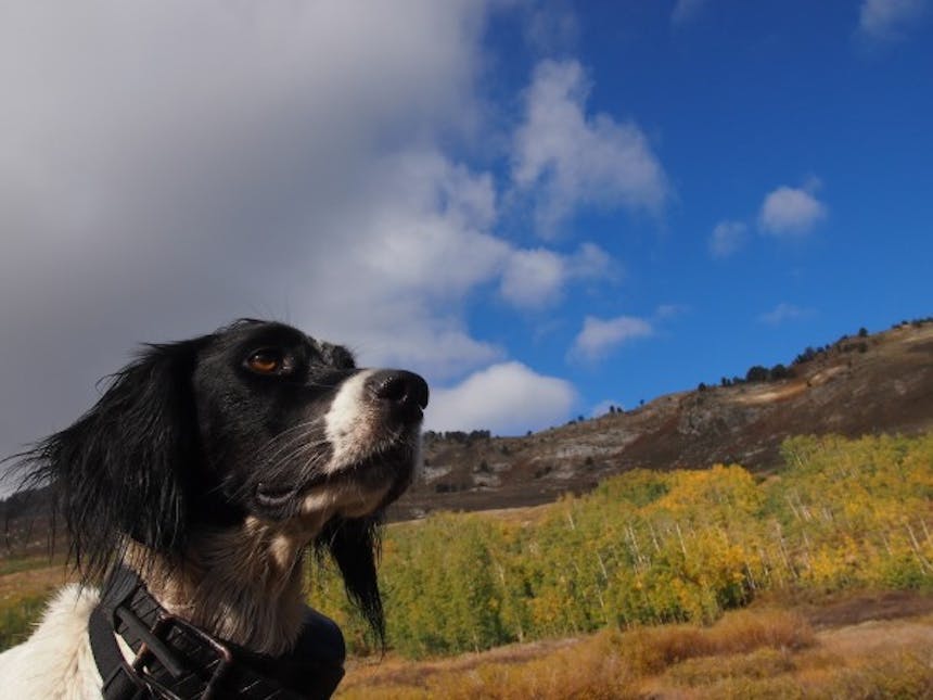 hunting dog looking out into the landscape