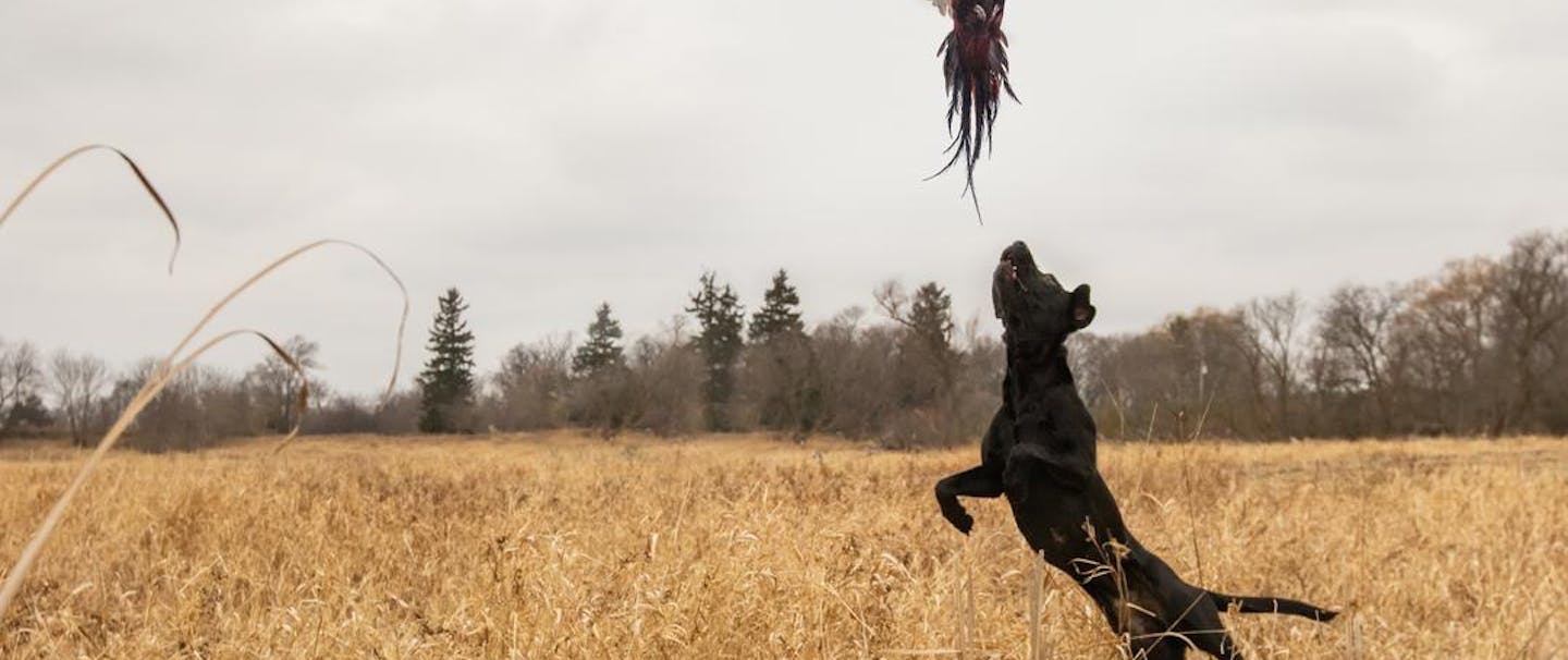black lab jumping to catch pheasant flying away in a hunting field with dead grass and cattails