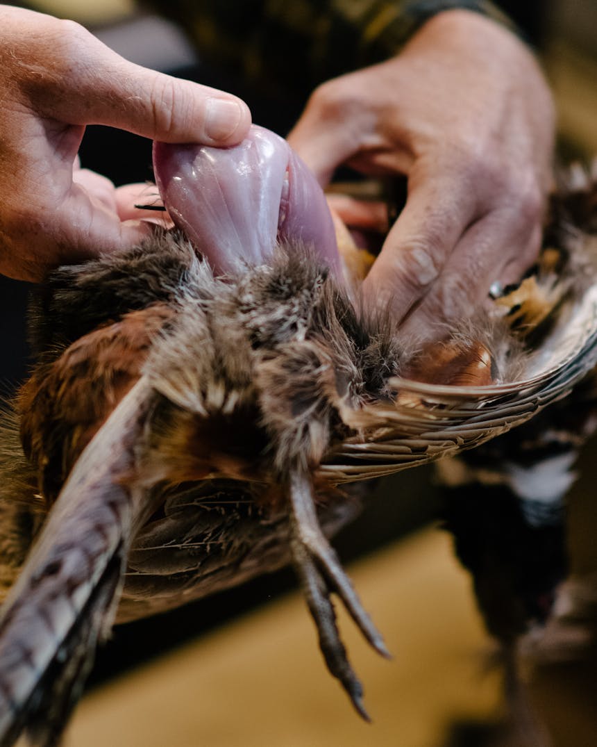 man pulling breast meat out of pheasant after defeathering