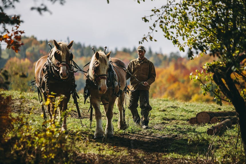 man guiding horses into woods