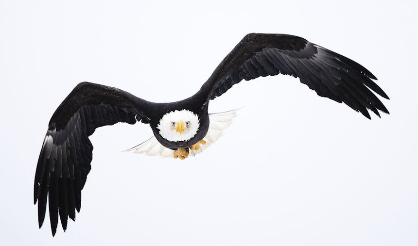 bald eagle flying