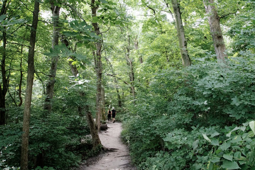 trail through the woods