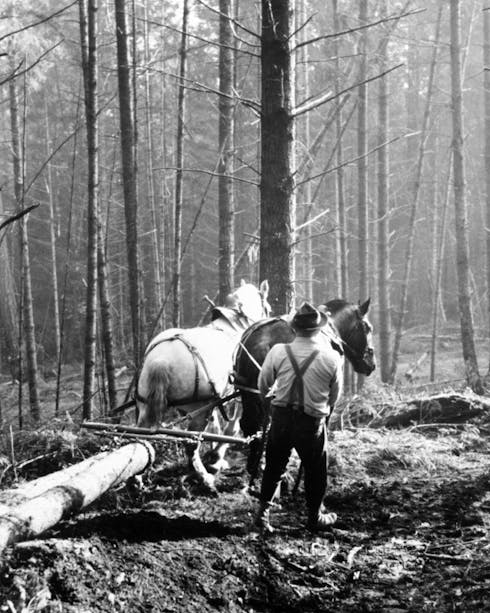 man working with horses to pull log