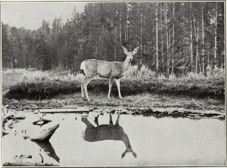 an old black and white image of a deer standing at the edge of a pond looking towards the photographer with its reflection in the water and a thickly wooded area treeline just behind the it