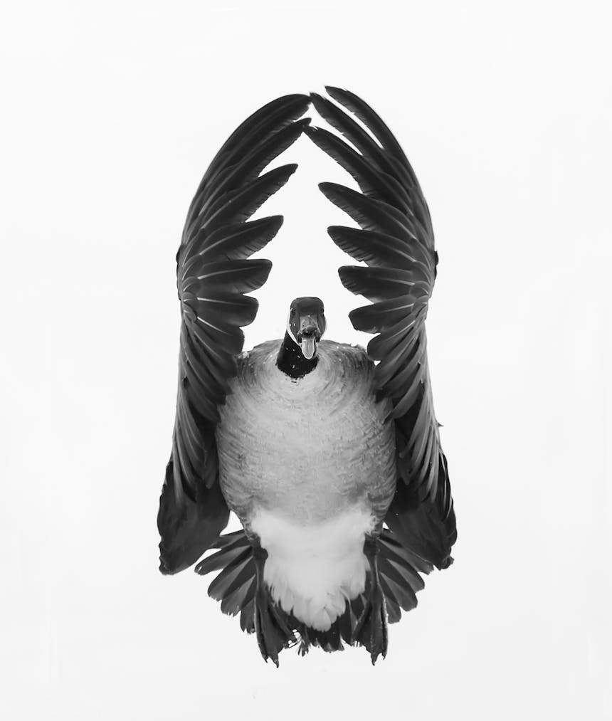 black and white image of a straight on view of a duck in flight with its wings flapping forward