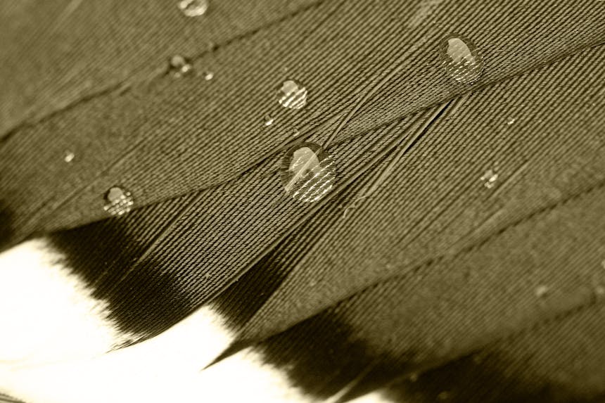 a close up view of dark duck feathers with water droplets pooling on the surface