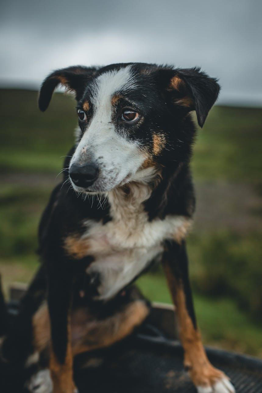 a black, white and brown sheep dog looking to the left looking sad on the back of an atv