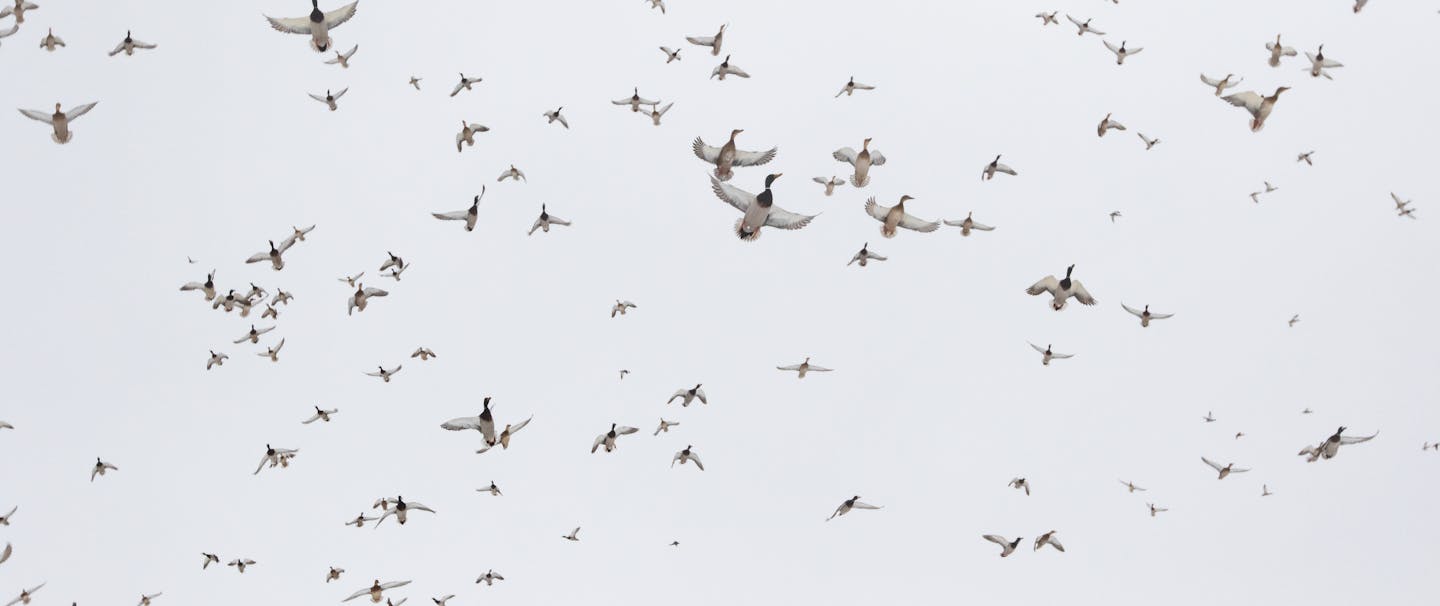 dozens of birds flying overhead on an overcast day