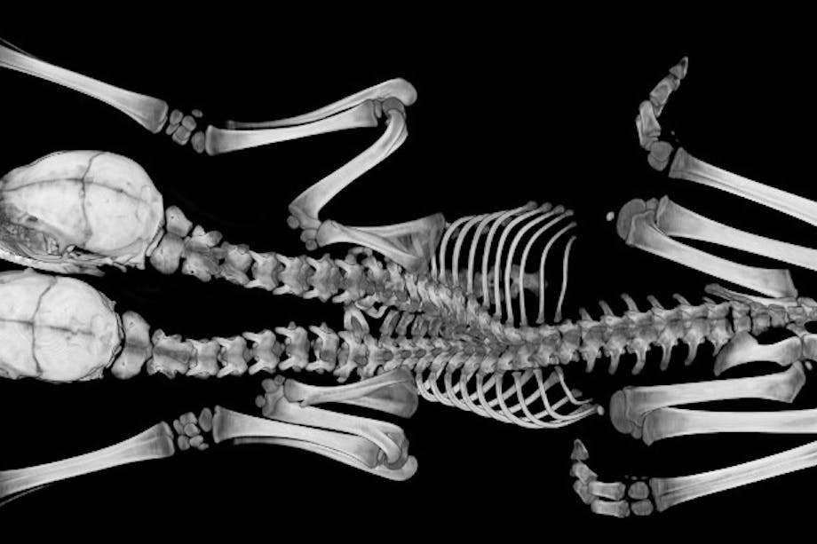 a black and white x-ray of a two headed fawn skeleton from the top down