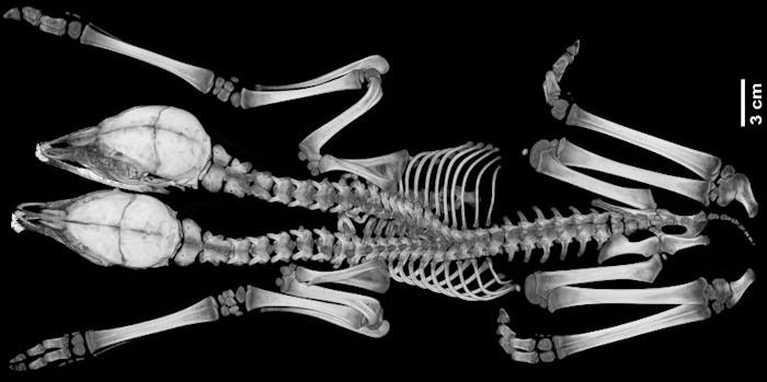 a black and white x-ray of a two headed fawn skeleton from the top down