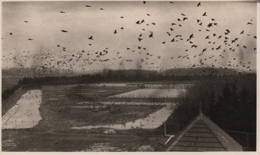 areal view of grasslands with dozens of birds flying overhead