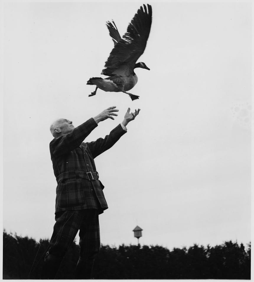 wild goose jack setting a goose free, the goose is taking off from his arms into the air