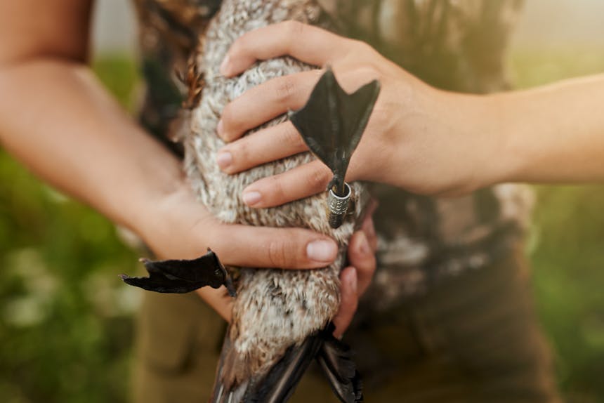 woman wearing a camo t-shirt and brown pants, holding a duck against her body by its back legs showing its duck band on an angle