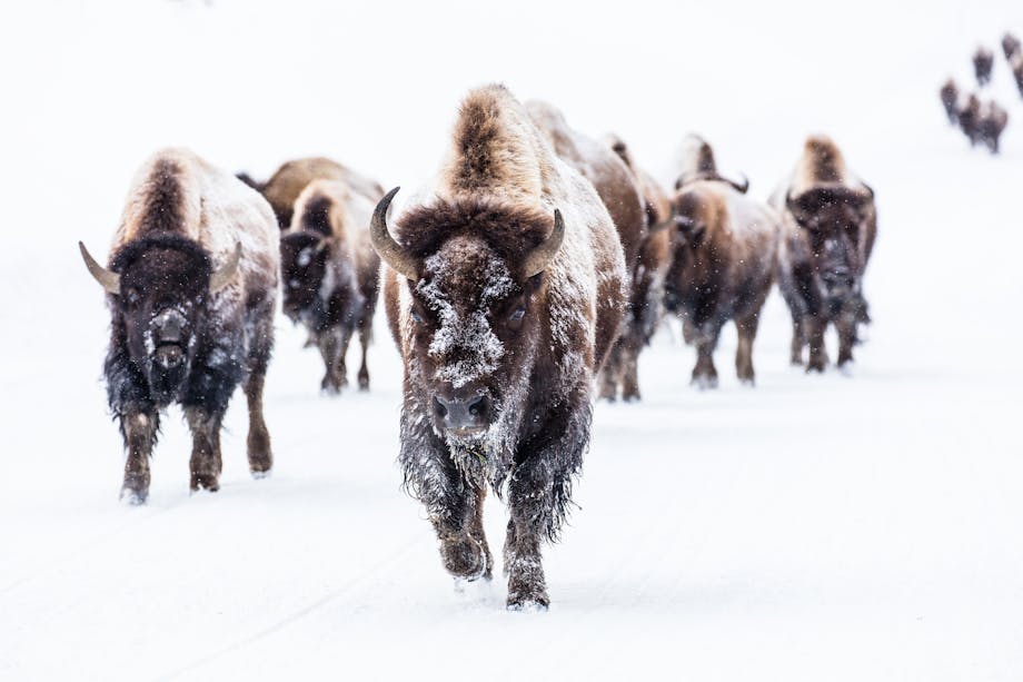 snowy white covered landscape with a dozen snowy bison walking towards you