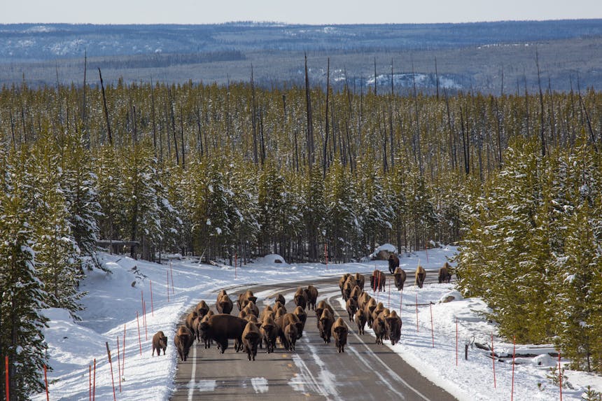 an aerial view of a dozen and a half bison walking down the road in Yellowstone National Park with trees for miles and a light dusting of snow