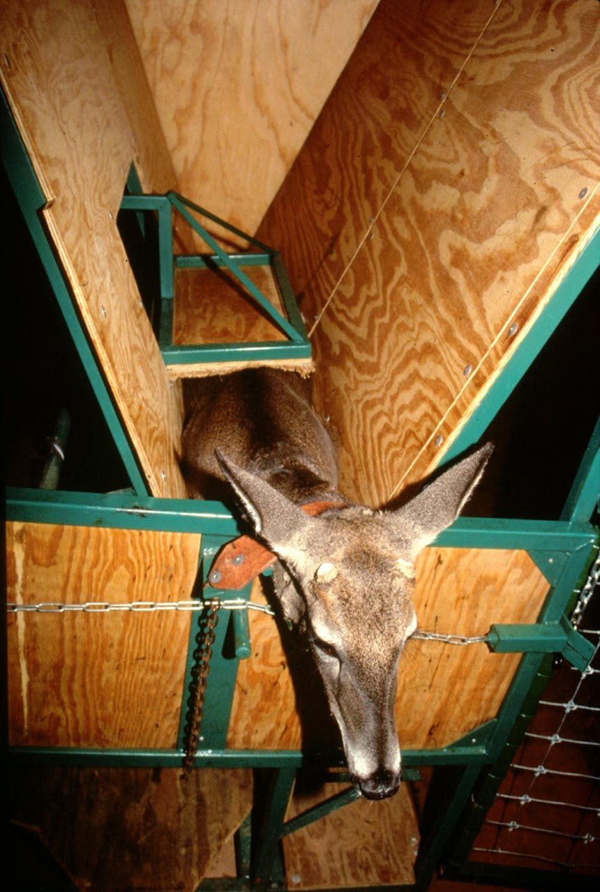 a young collared deer in a deer cradle made of wood planks that are inserted into a green medal frame