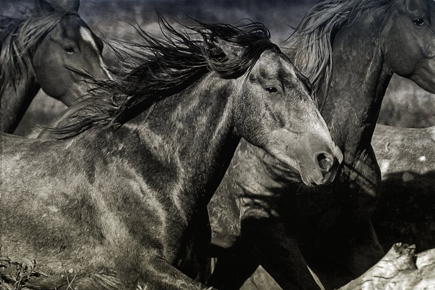 History Of America'S Wild Horses | The Filson Journal