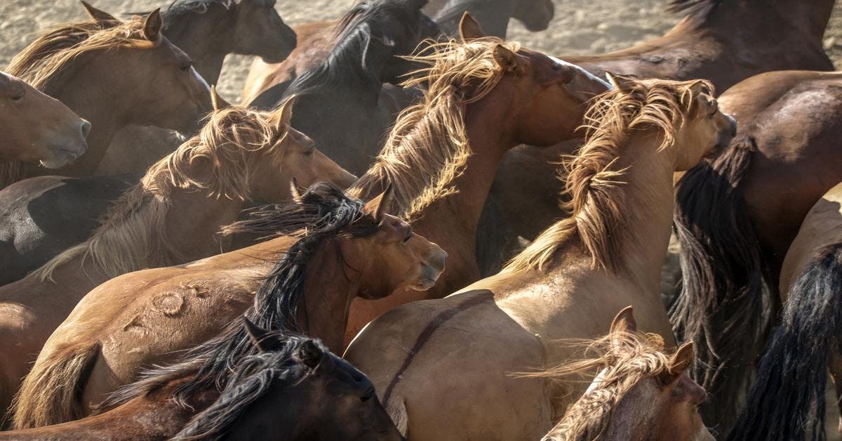 History of America's Wild Horses | The Filson Journal