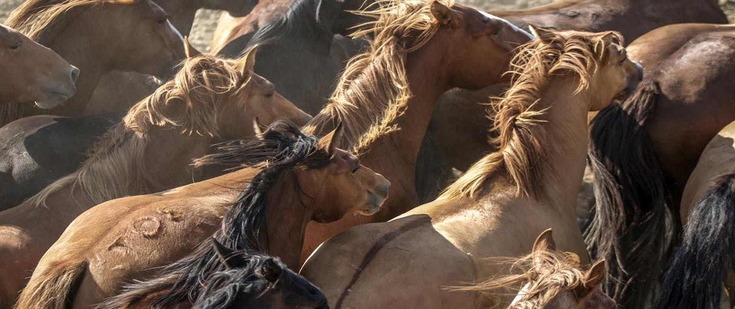 close up image from the top down of over a dozen wild horses in varying hues of brown and black running towards something