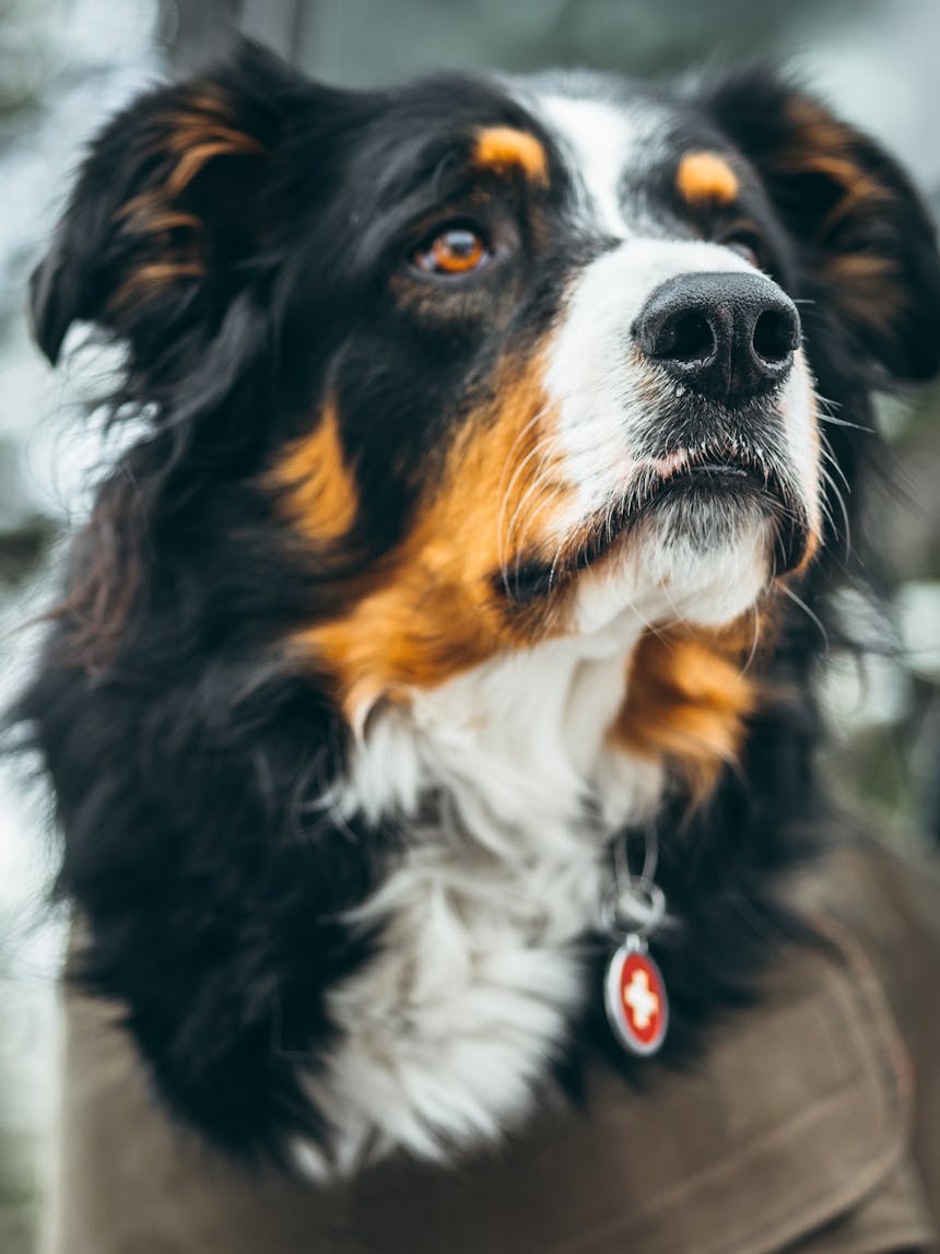 a close up of Leif, a black, brown and white avalanche rescue dog, wearing an olive green dog jacket looking up at something
