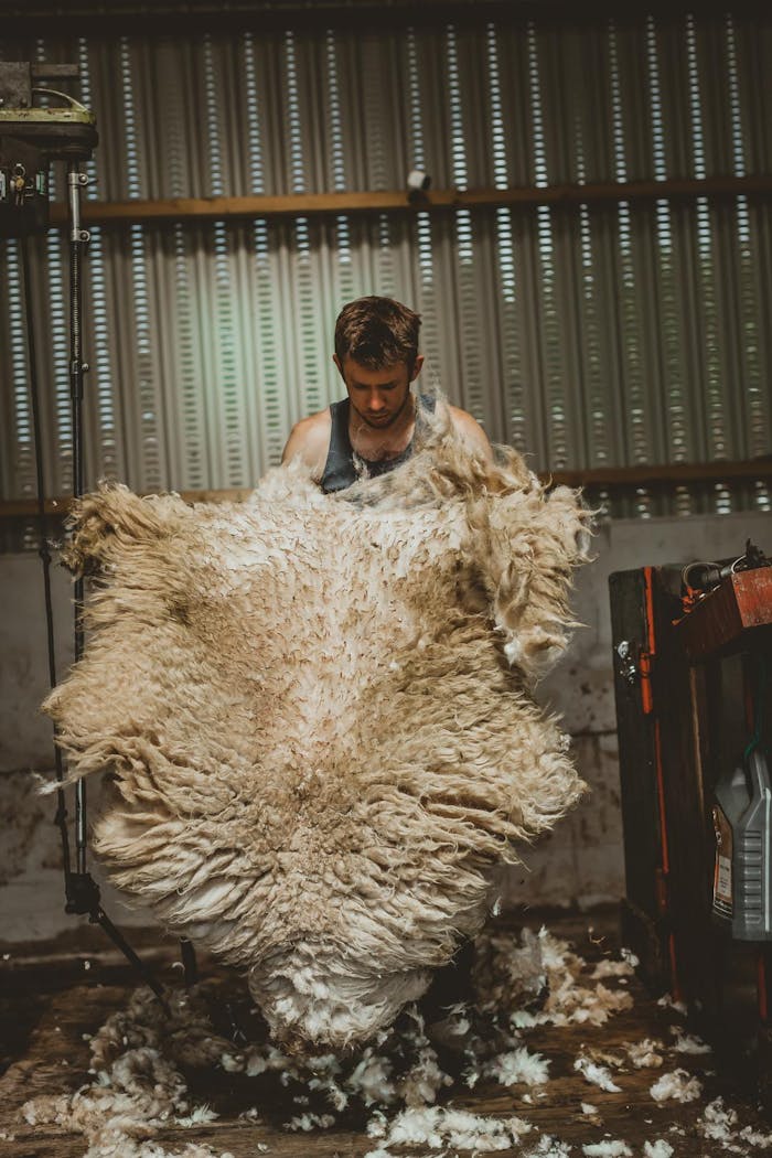 a man holding up a whole sheering in a barn that hangs from his hands at his shoulders to his feet