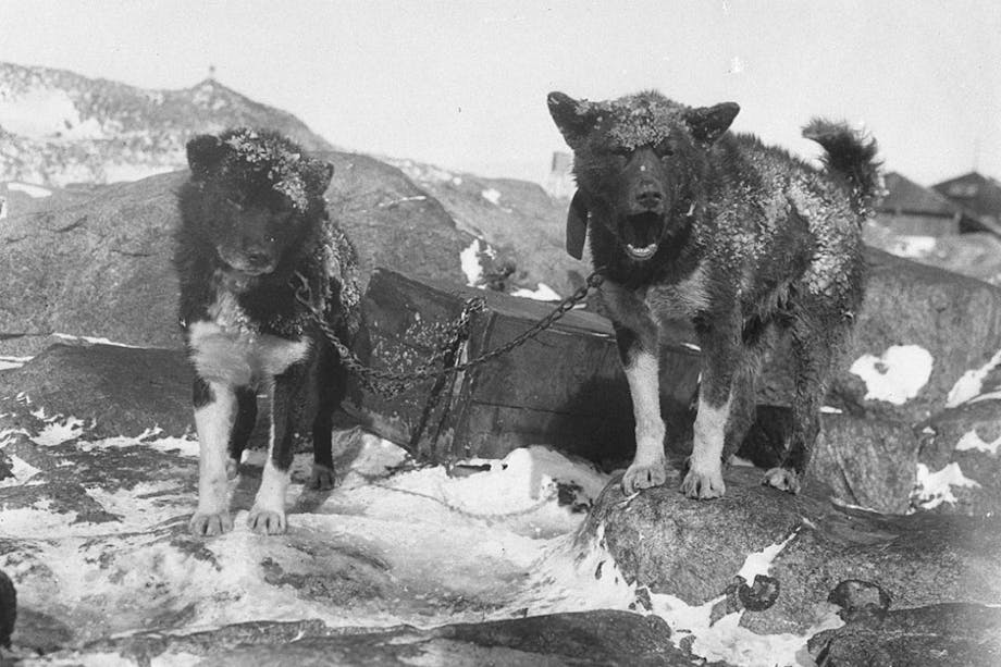 black and white image of two chained working dogs with snowy coats standing on rocky ground