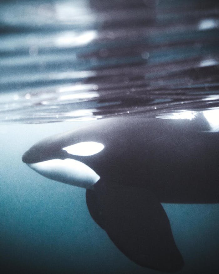 orca swimming just beneath the surface of the ocean