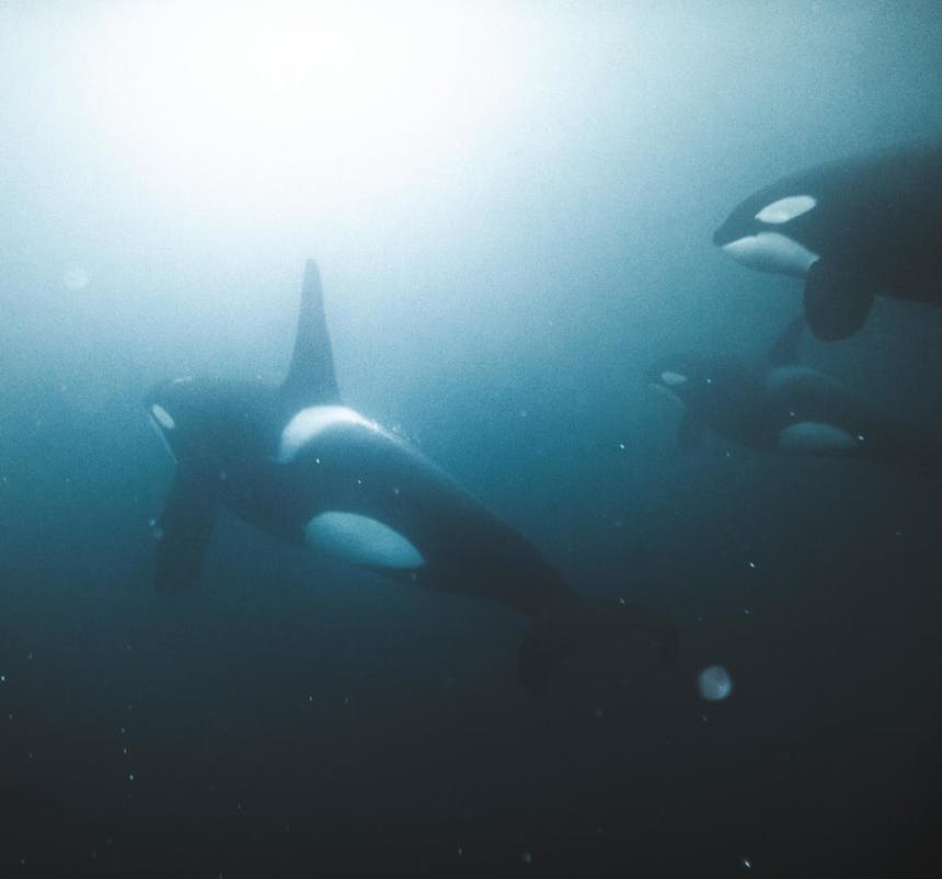 three Killer whales underwater