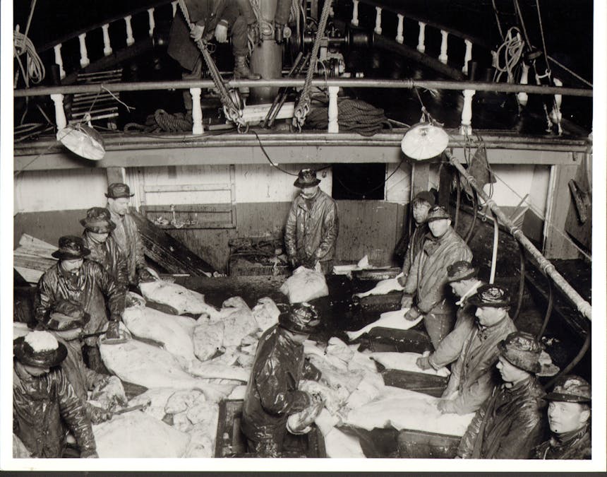 black and white image of a Group of fishermen on boat preparing large white fish
