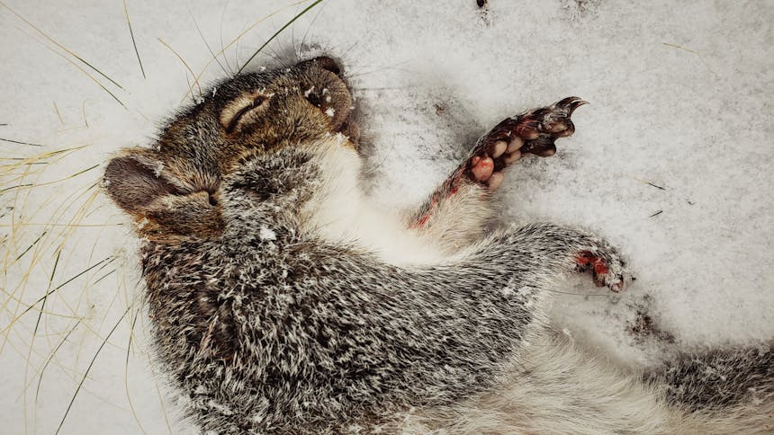 close-up image of dead squirrel in snow