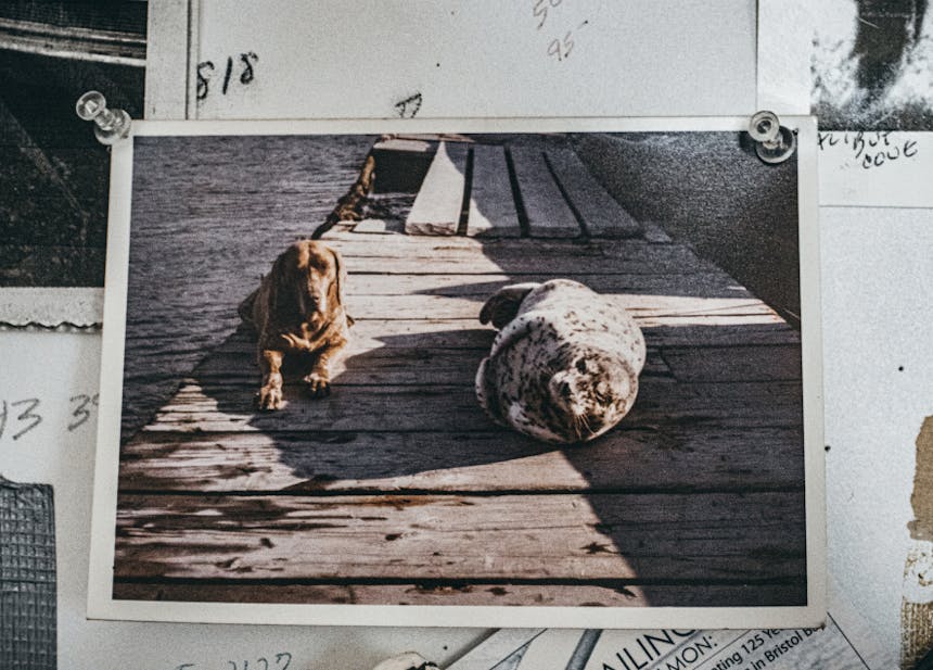 picture of Marian Beck's dog and seal on wooden pier tacked to wall