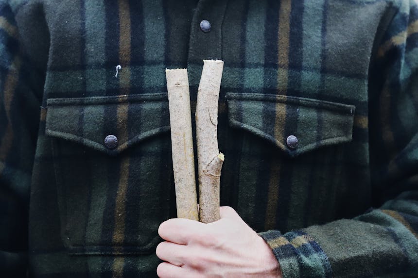 hand holding two pine branches