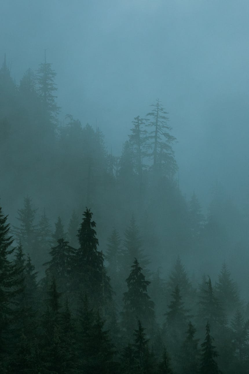pine trees on a mountainside in teal colored fog