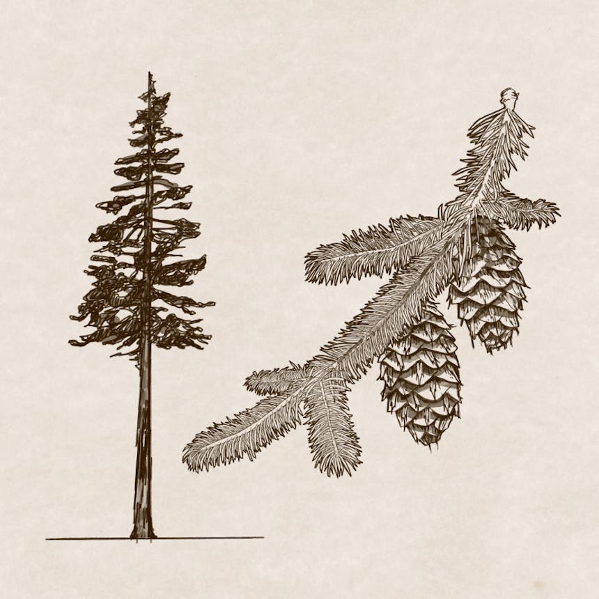 sketch of a conifer and detail of the kind of needles on the bough