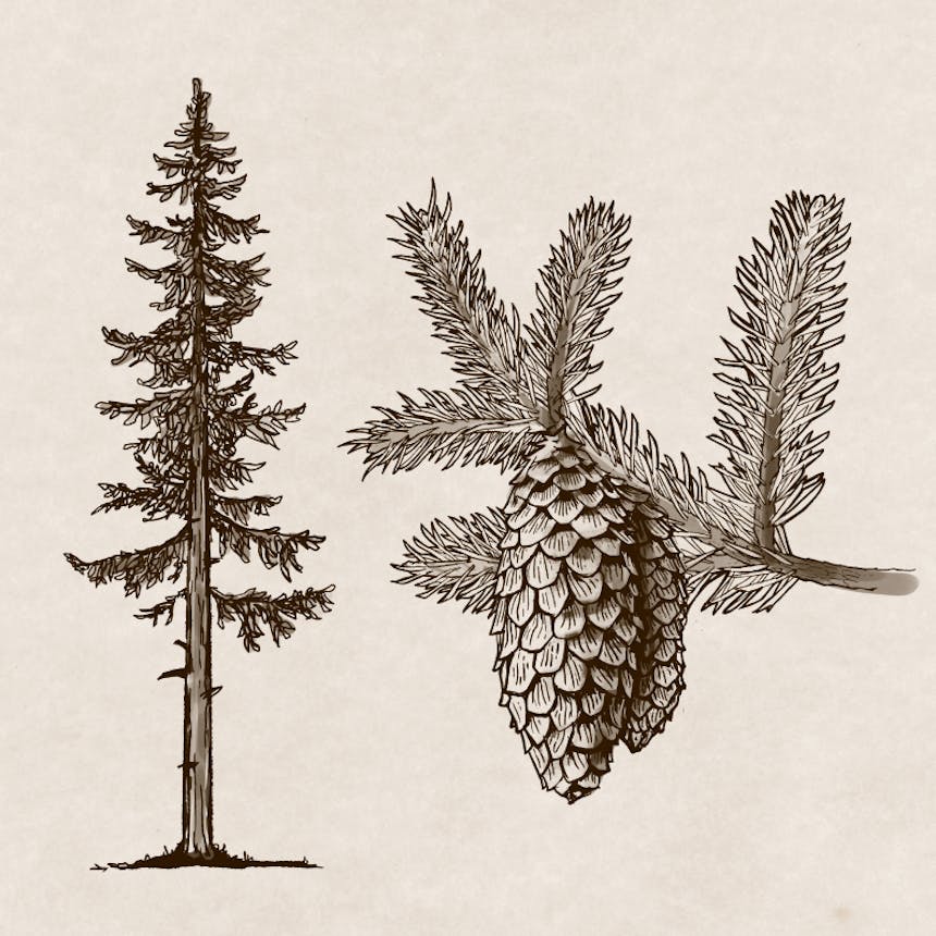 sketch of a conifer and detail of the kind of needles on the bough