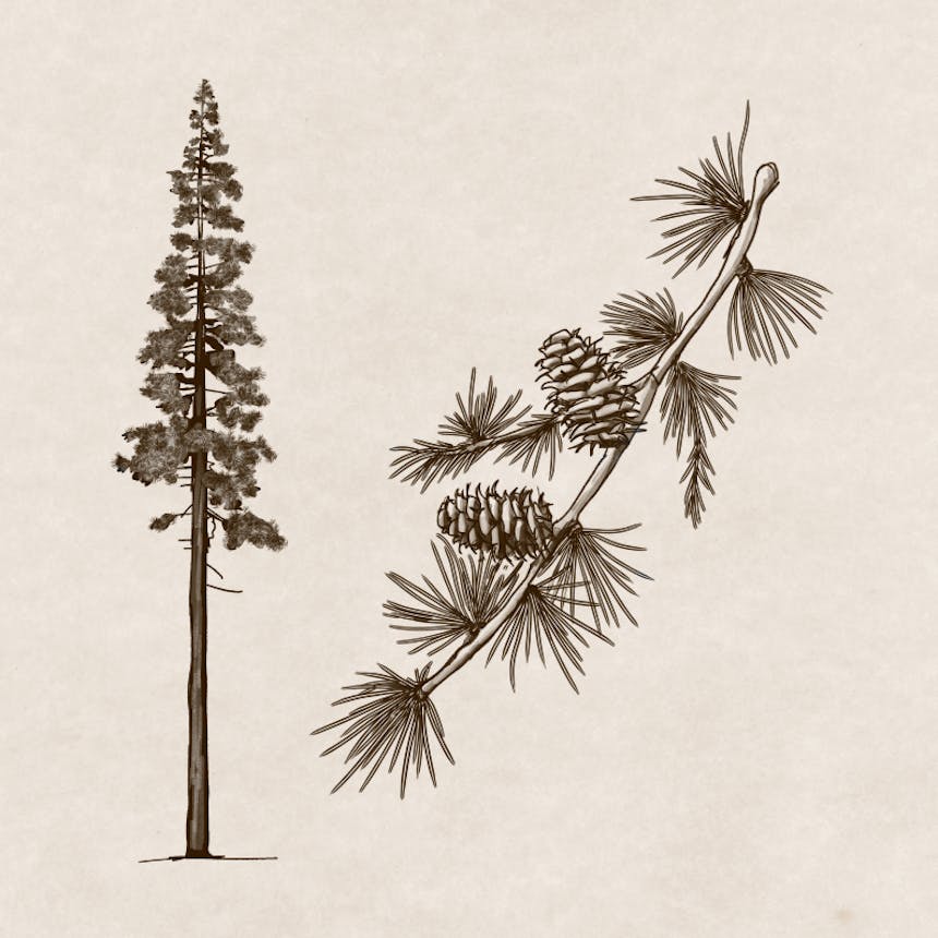 sketch of a conifer and detail of the kind of needles on the bough