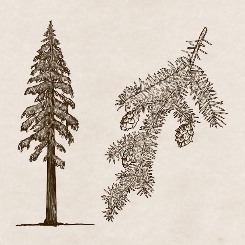 sketch of a conifer and detail of the kind of needles on the bough