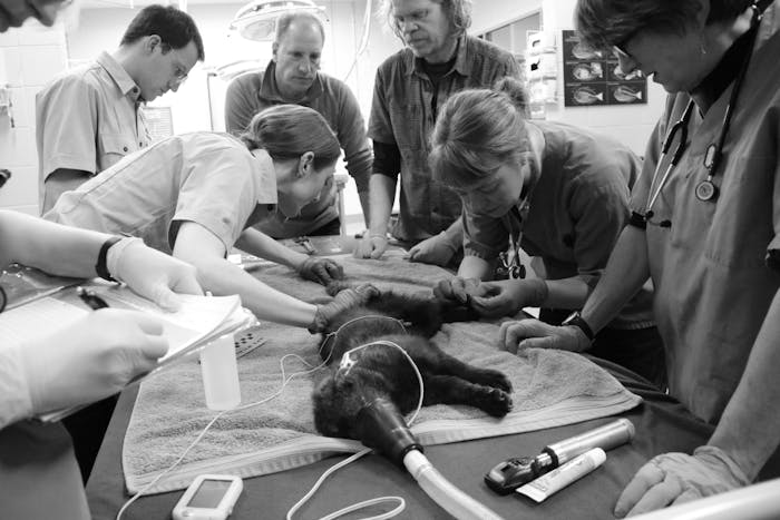 team of vets and forestry service personnel inspect an animal on a towel on top of a table with a breathing apparatus attached to its face