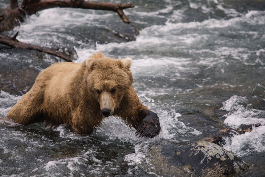grizzly bear in river trying to catch fish in running water