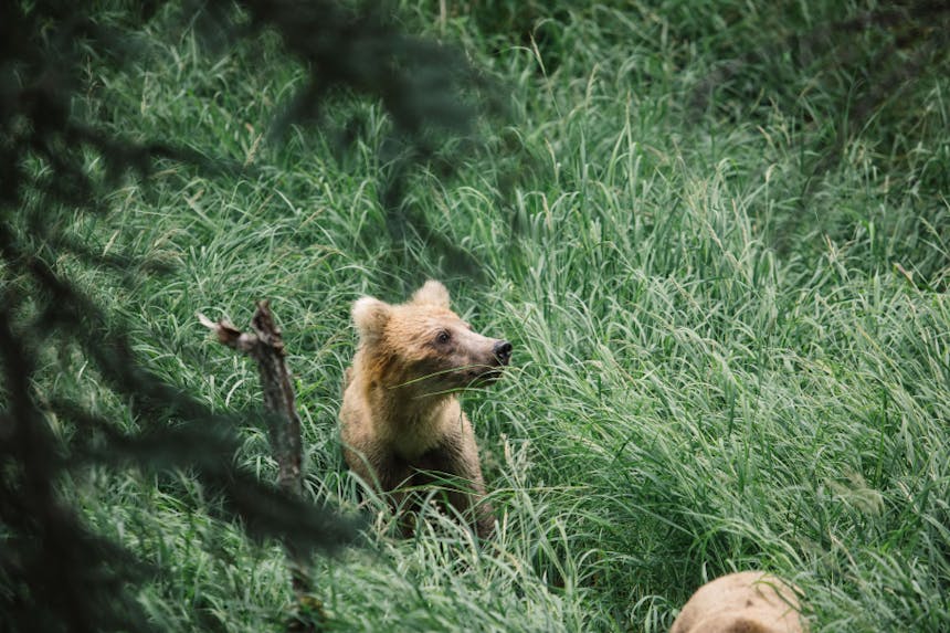 grizzly bear cub sitting in lush green grass in forest