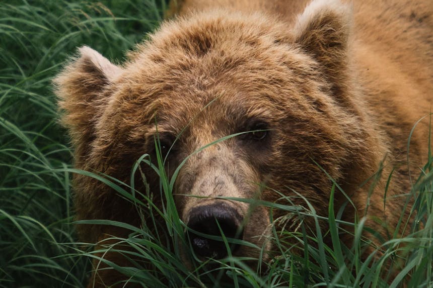 fuzzy grizzly bear in green grass